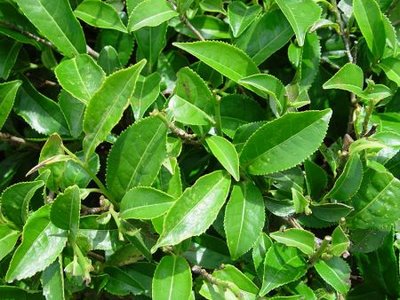 Assam Tea Assam Team Plant