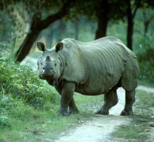 Kaziranga Rhino