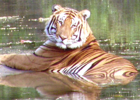 Assam Tiger