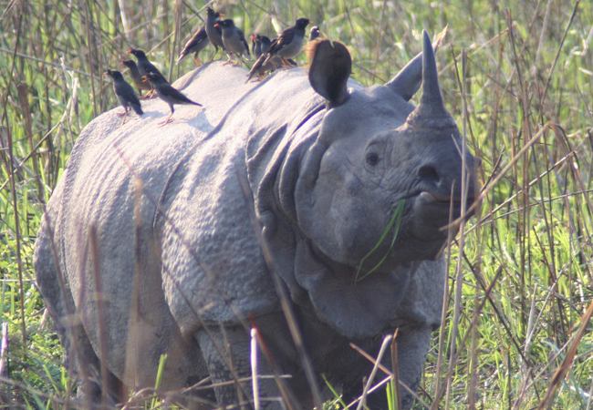 Kaziranga Rhino