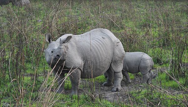 One Horned Rhino