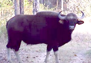 Assam Wild Buffalo Assam Wild Buffalo