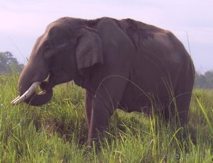 Bornadi Elephant