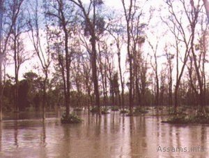 Dibru-Saikhowa