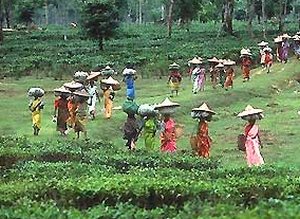 Dibrugarh Tea Garden