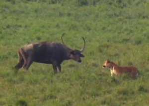 Kaziranga Video